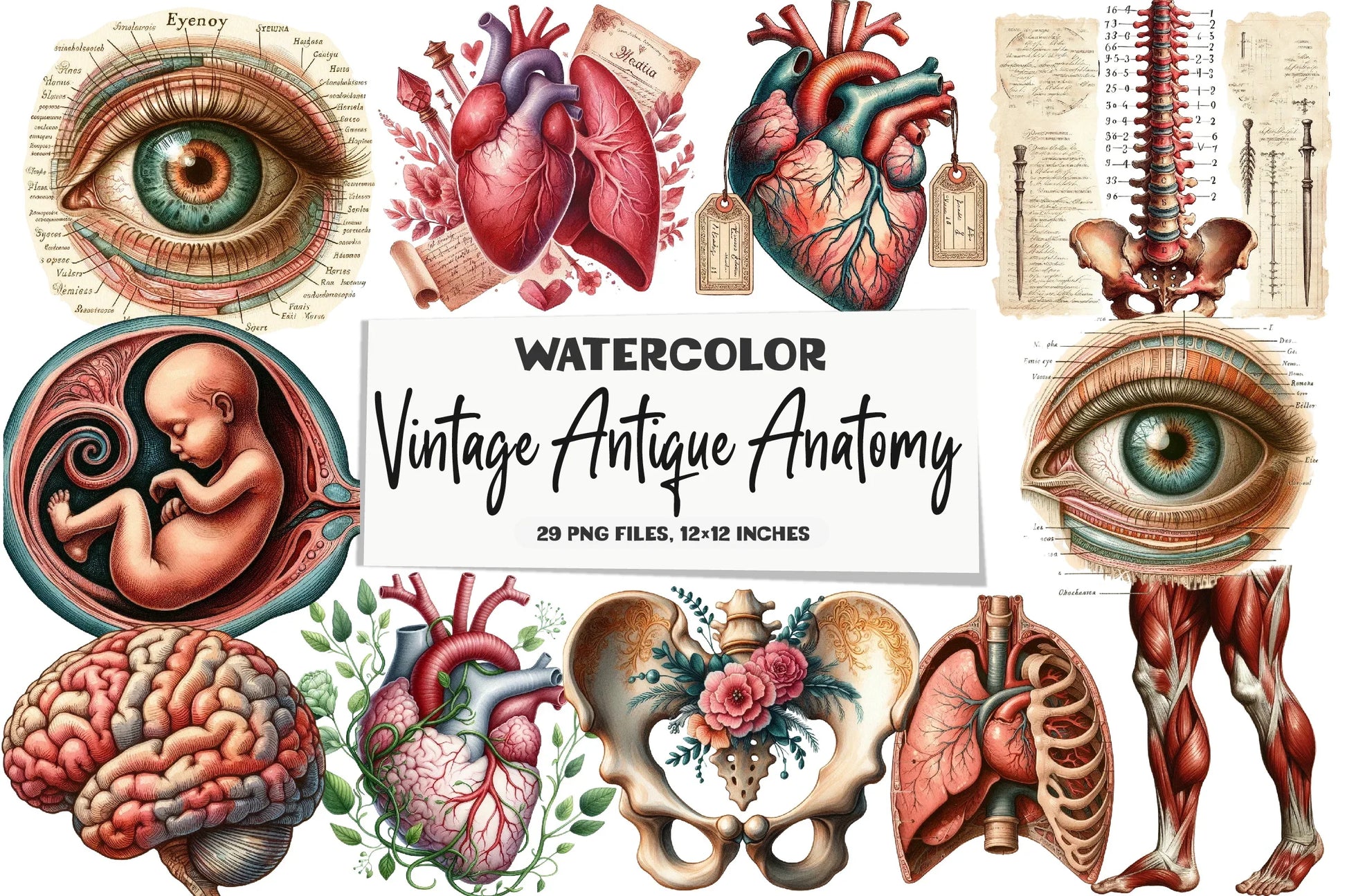 Vintage Antique Anatomy Clipart Bundle - CraftNest - Digital Crafting and Art