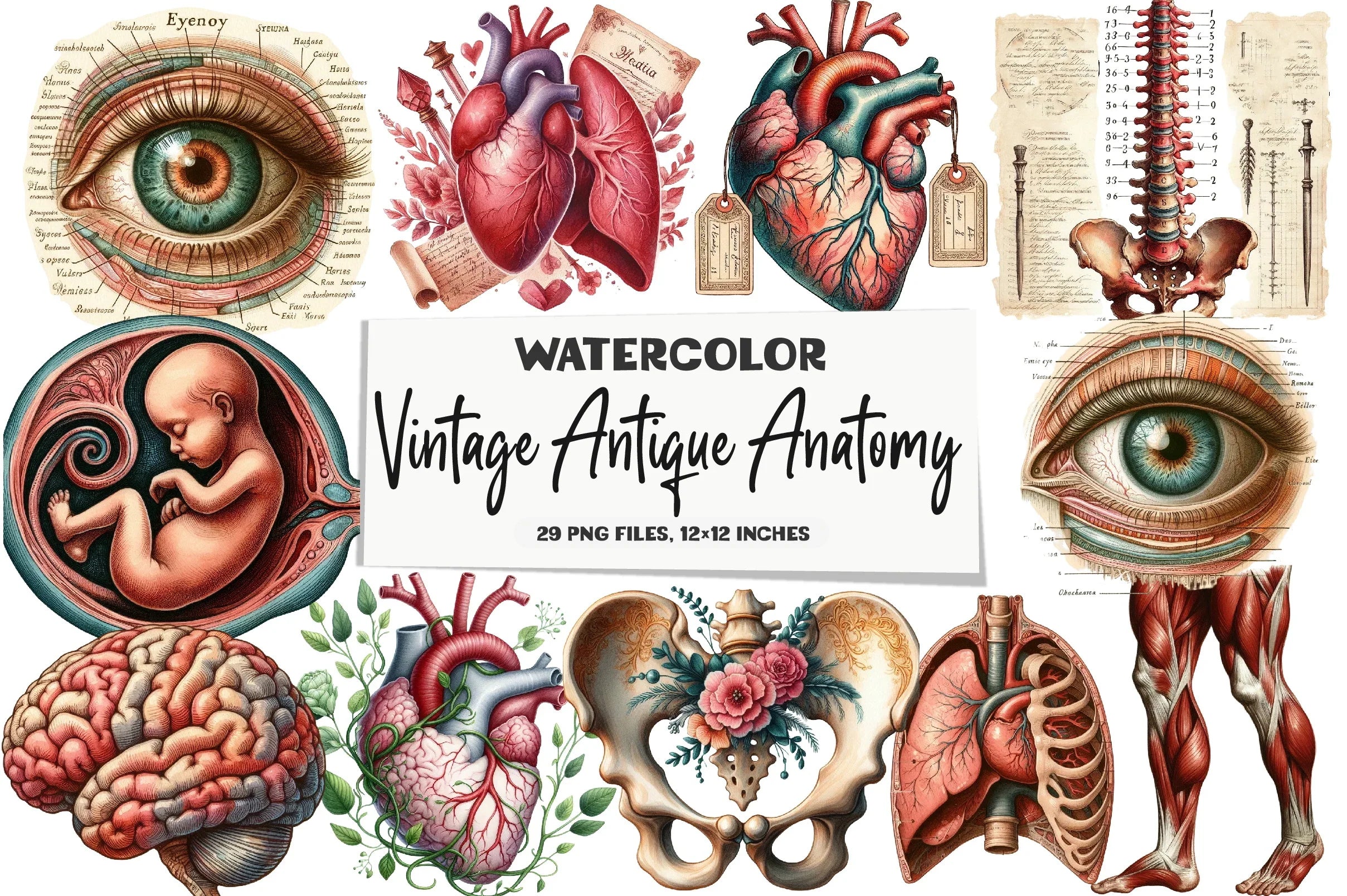 Vintage Antique Anatomy Clipart Bundle - CraftNest - Digital Crafting and Art