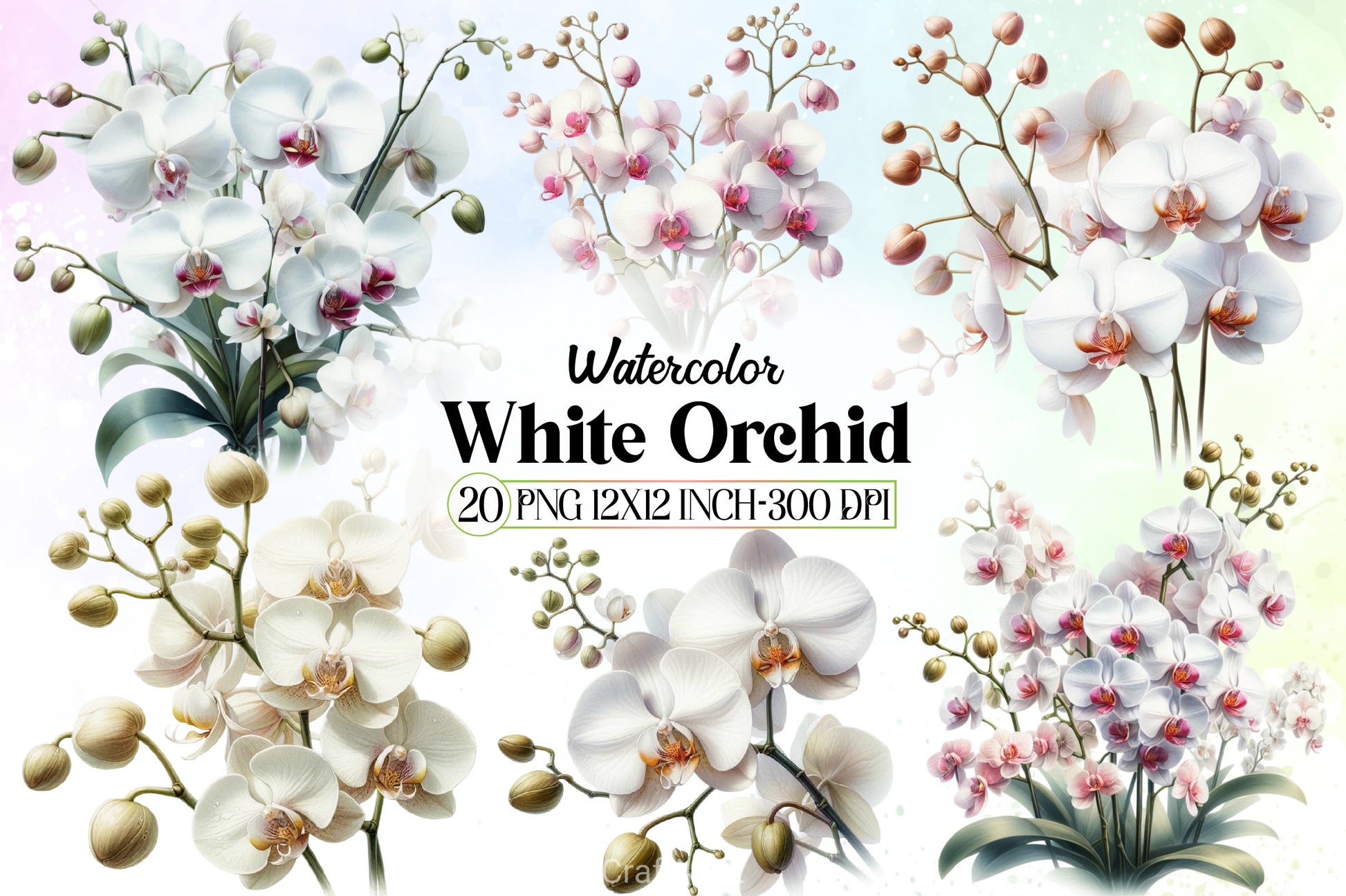 White Orchid Clipart Bundle - CraftNest - Digital Crafting and Art