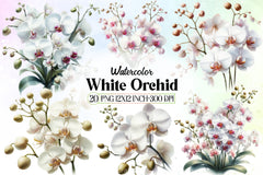 White Orchid Clipart Bundle - CraftNest - Digital Crafting and Art
