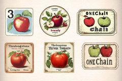 Vintage Apple Clipart Bundle - CraftNest - Digital Crafting and Art