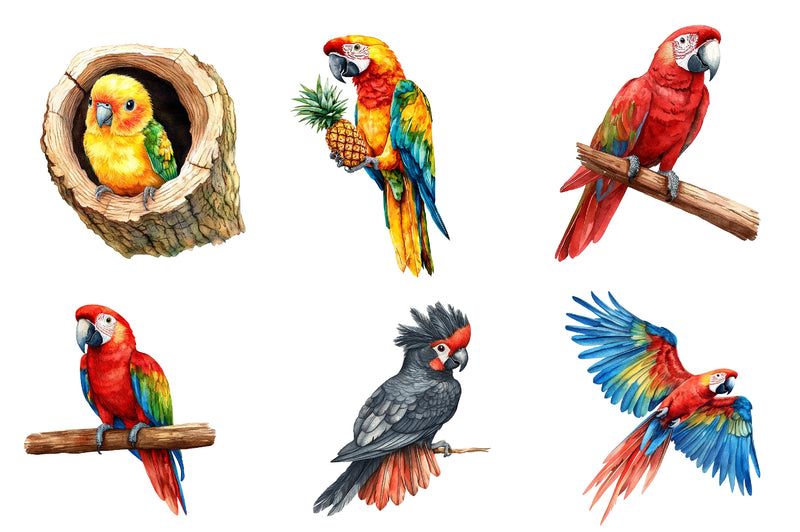 Tropical Parrots Clipart Bundle - CraftNest - Digital Crafting and Art
