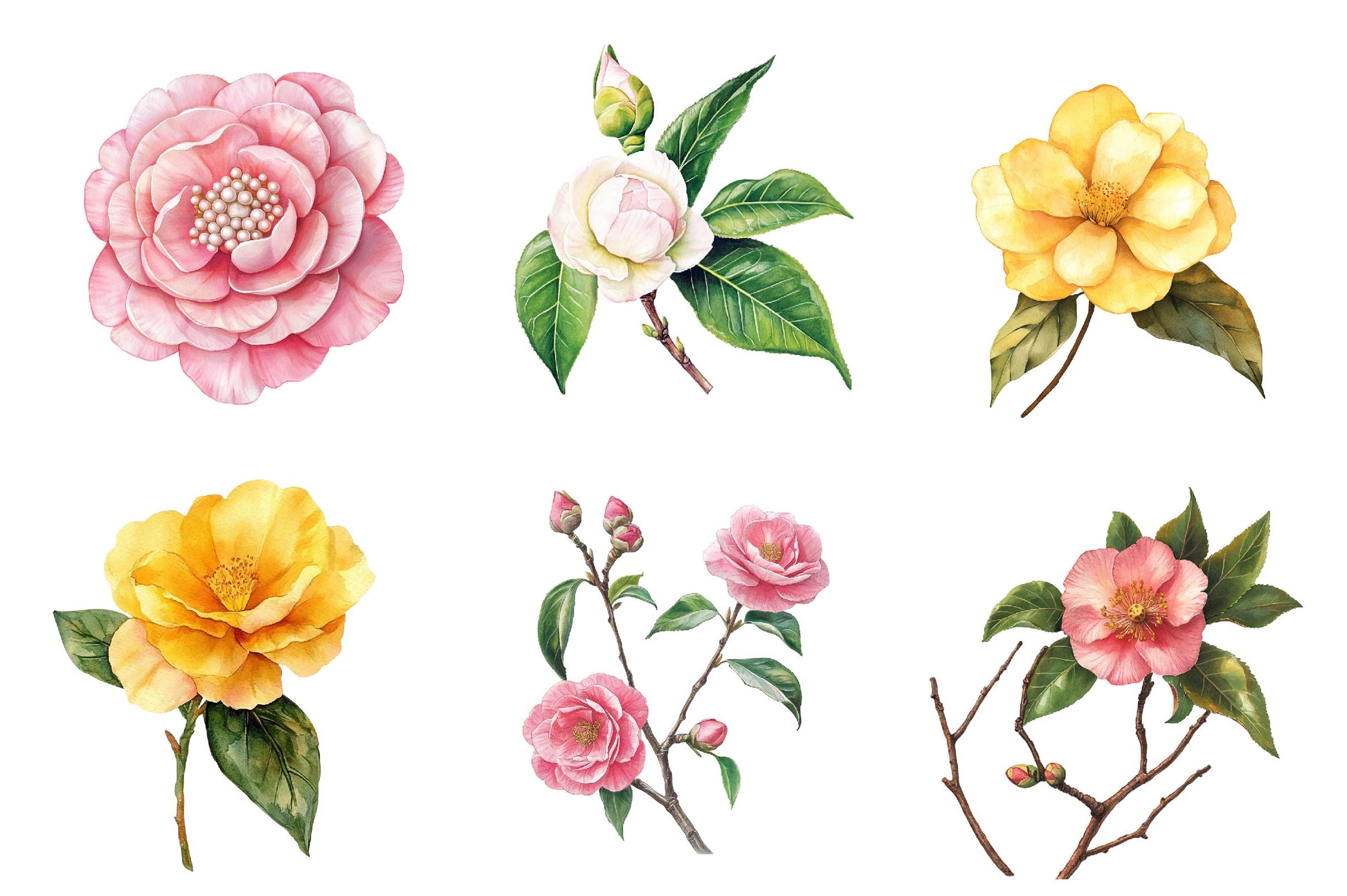 Camellia Flower Bloom Clipart Bundle - CraftNest - Digital Crafting and Art