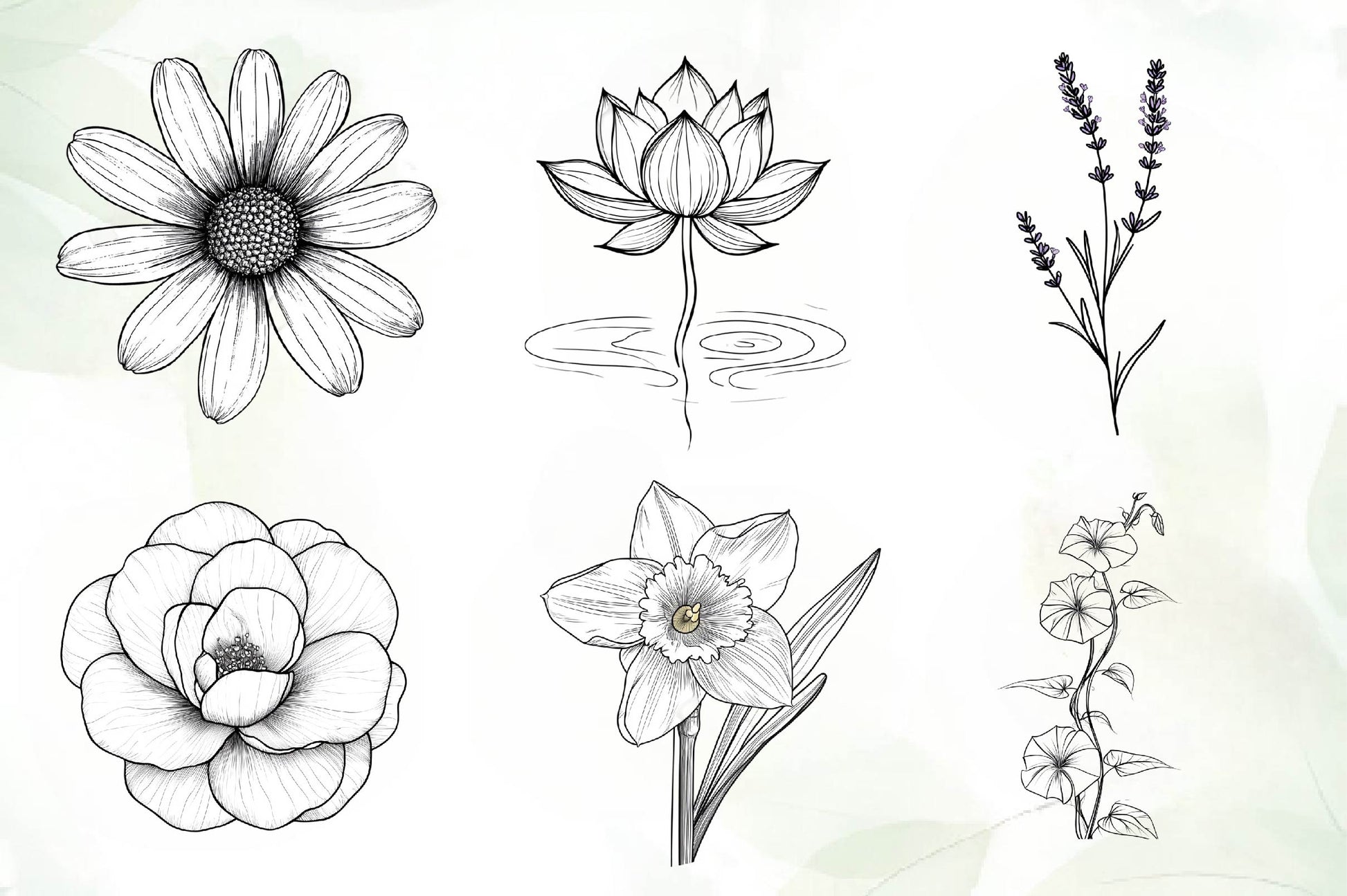 Botanical Line Art Designs Flower Clipart Bundle - CraftNest - Digital Crafting and Art