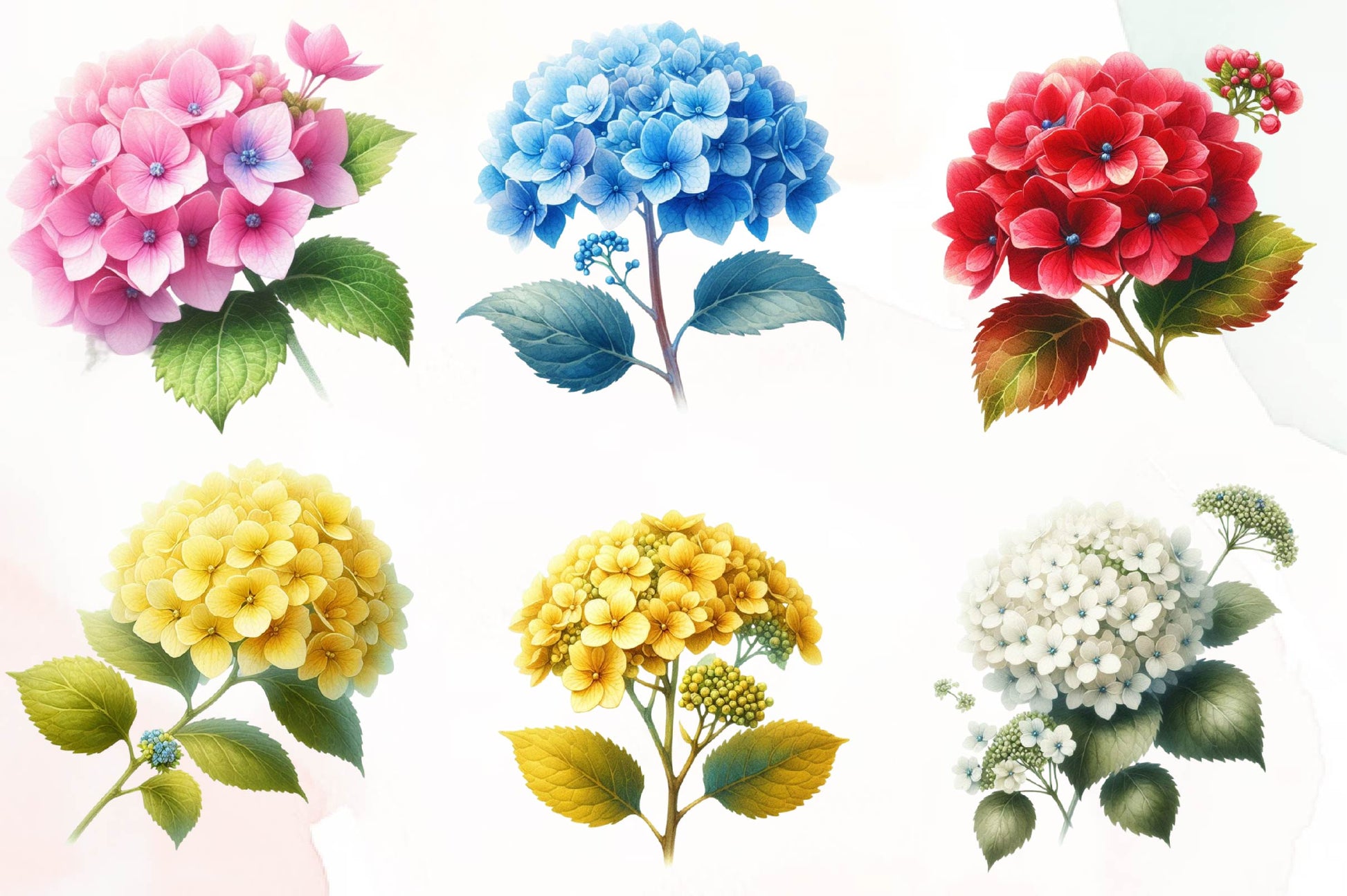 Hydrangea Flowers Clipart Bundle - CraftNest - Digital Crafting and Art