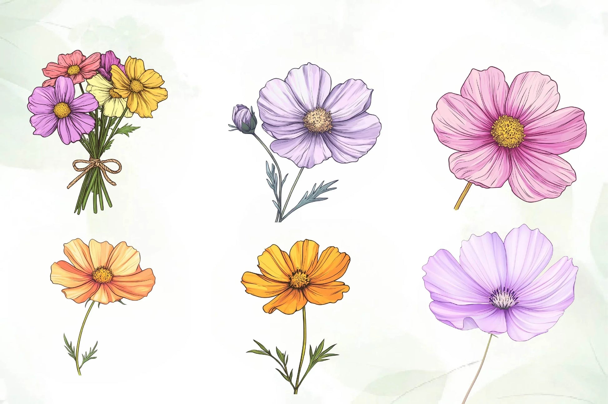 Cosmos Flower Bloom Clipart Bundle - CraftNest - Digital Crafting and Art
