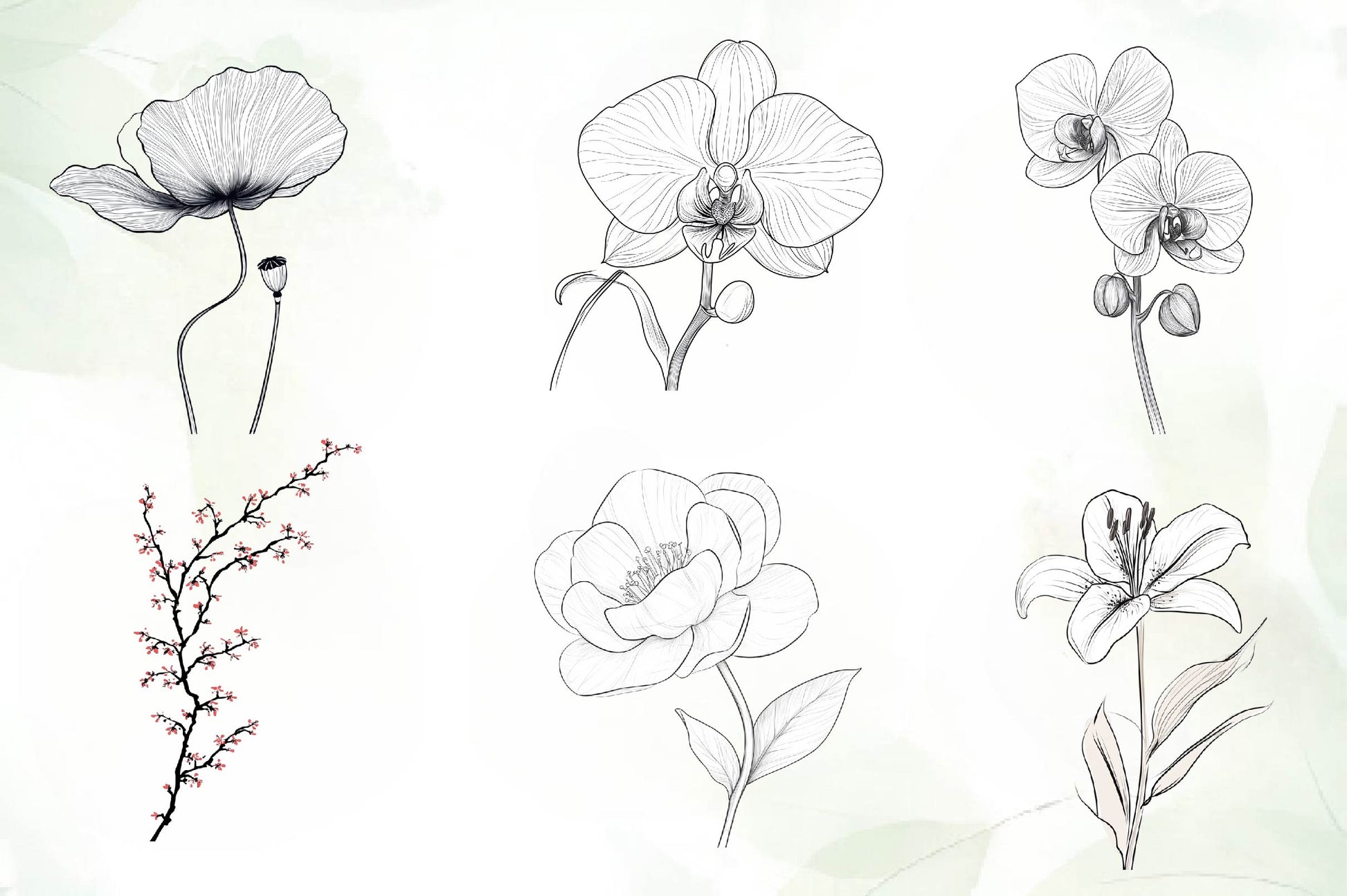 Botanical Line Art Designs Flower Clipart Bundle - CraftNest - Digital Crafting and Art