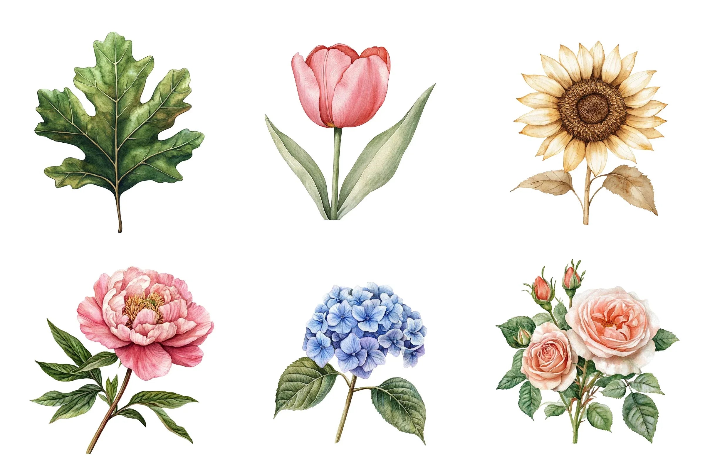 Vintage Botanical Clipart Bundle 1 - CraftNest - Digital Crafting and Art