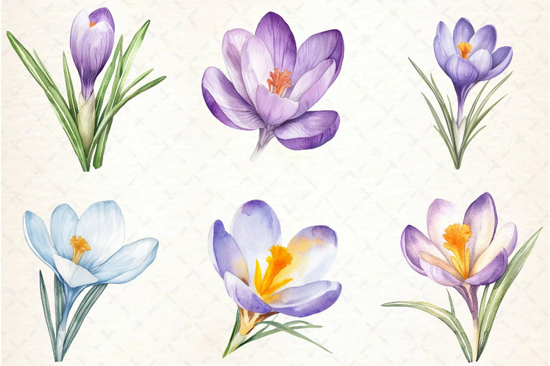 Crocuses Flowers Clipart Bundle - CraftNest - Digital Crafting and Art