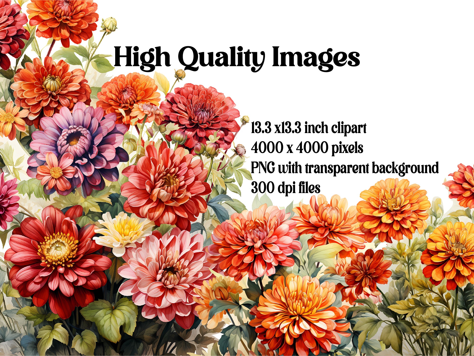 Zinnia's Autumn Zenith Clipart - CraftNest