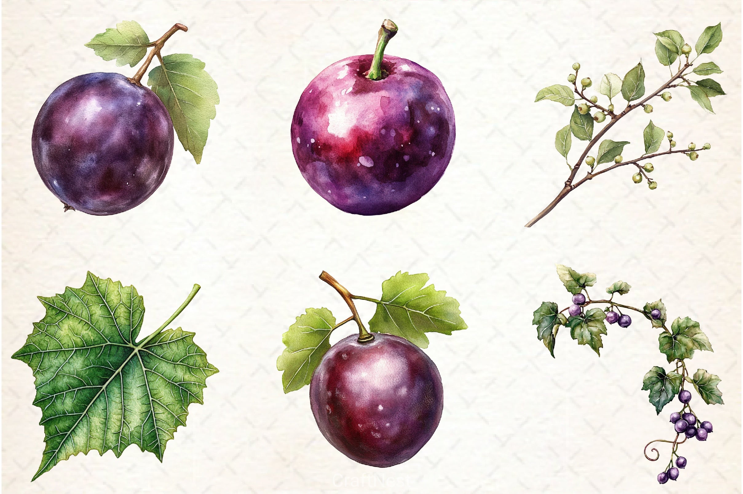 Grape Clipart Bundle - CraftNest - Digital Crafting and Art