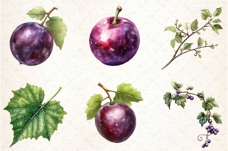 Grape Clipart Bundle - CraftNest - Digital Crafting and Art