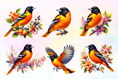Baltimore Oriole Bird Clipart Bundle 5 - CraftNest - Digital Crafting and Art