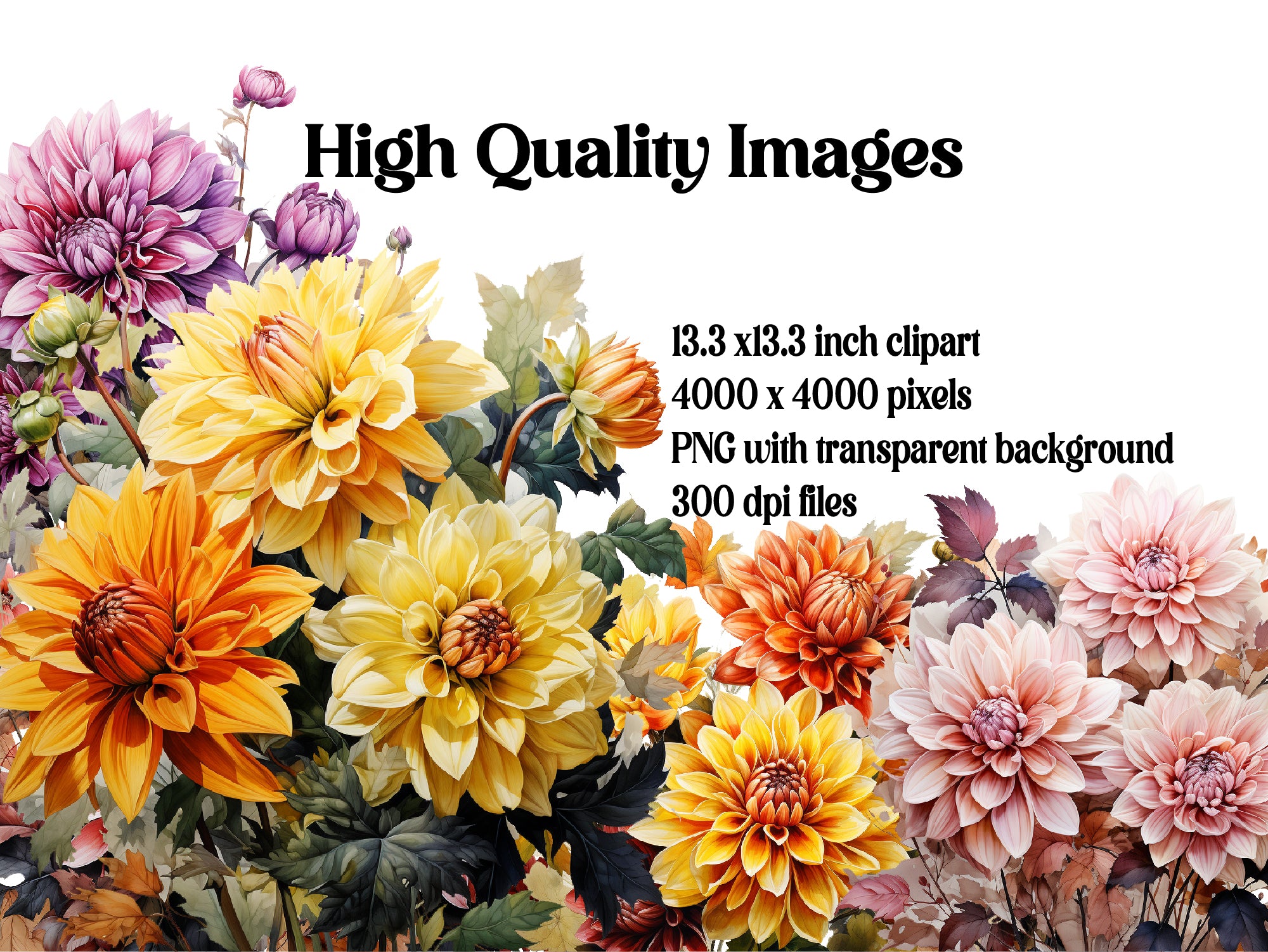 Fall Dahlias Clipart - CraftNest