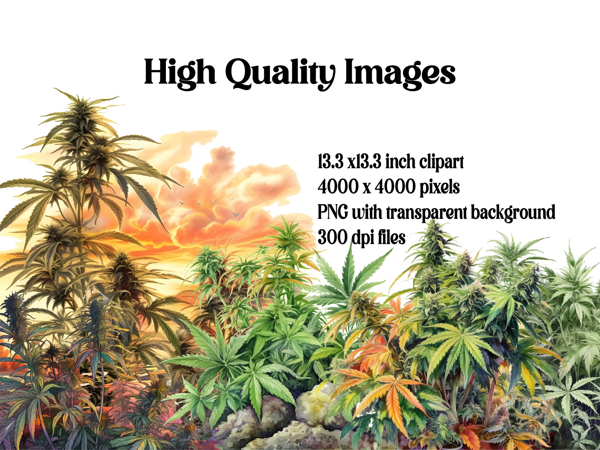 Cannabis Plants Clipart - CraftNest