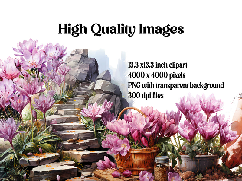 Colchicum Canvas Clipart - CraftNest