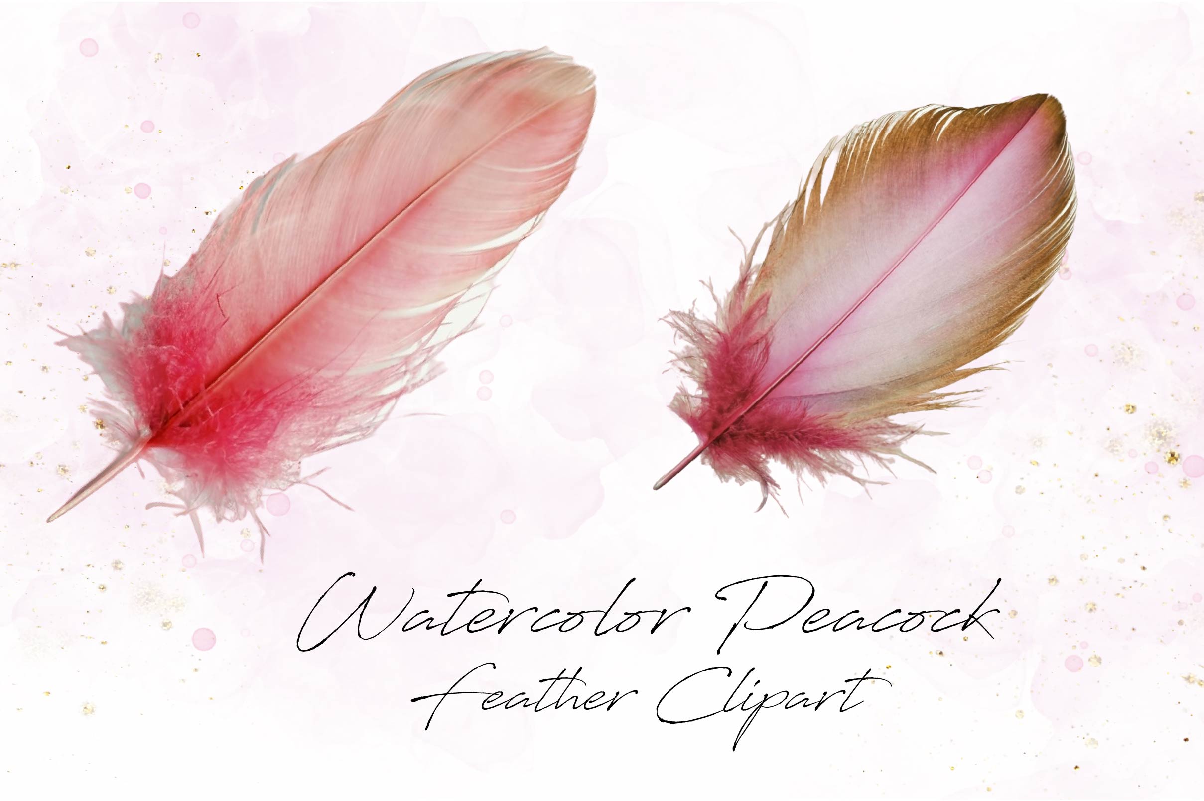 Peacock Feather Clipart Bundle - CraftNest - Digital Crafting and Art