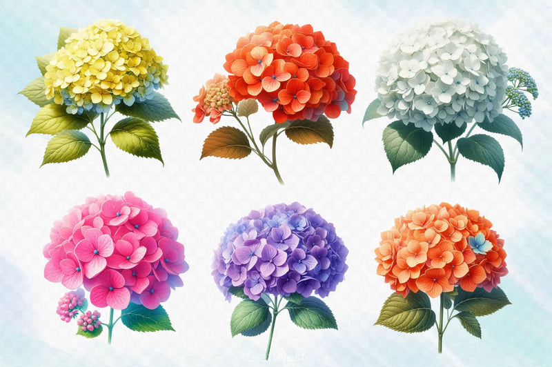 Hydrangea Flowers Clipart Bundle 6 - CraftNest - Digital Crafting and Art