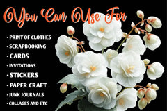 Begonia Flower Clipart Bundle - CraftNest - Digital Crafting and Art