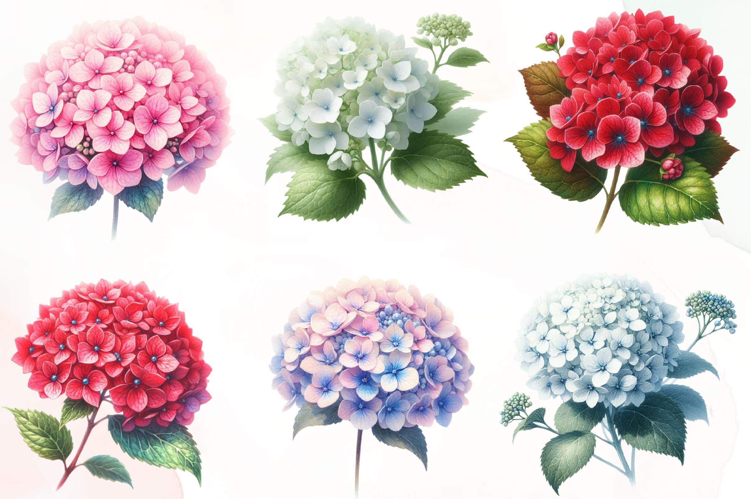 Hydrangea Flowers Clipart Bundle - CraftNest - Digital Crafting and Art