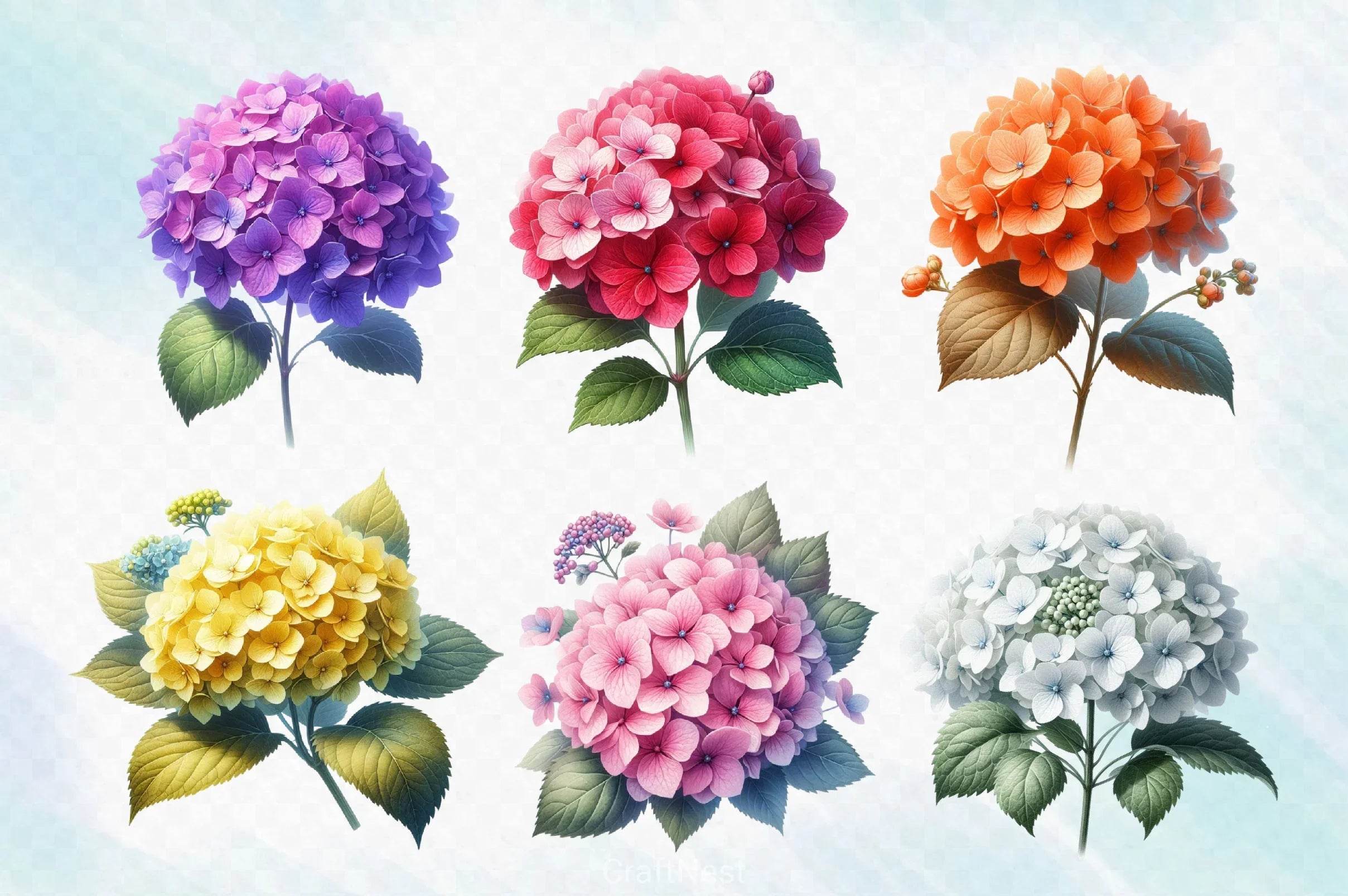 Hydrangea Flowers Clipart Bundle 6 - CraftNest - Digital Crafting and Art