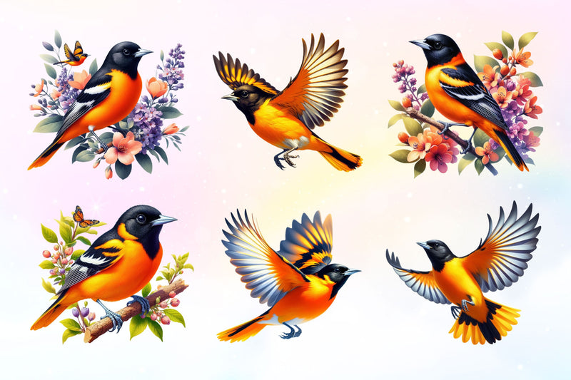 Baltimore Oriole Bird Clipart Bundle 5 - CraftNest - Digital Crafting and Art