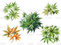 Cannabis Leaves Clipart - CraftNest