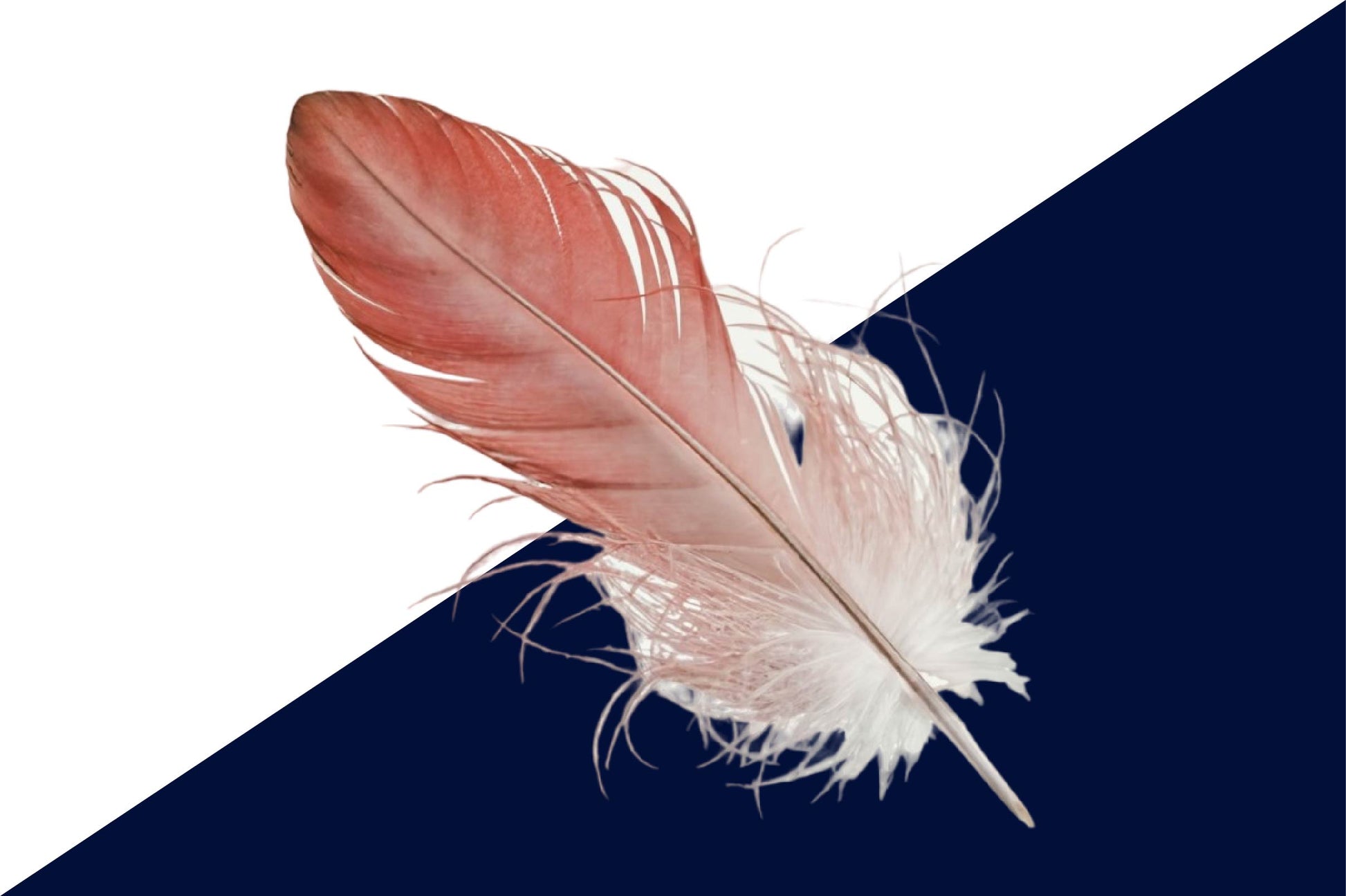 Peacock Feather Clipart Bundle - CraftNest - Digital Crafting and Art