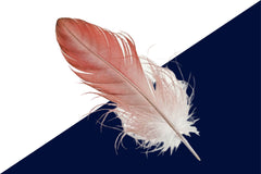 Peacock Feather Clipart Bundle - CraftNest - Digital Crafting and Art