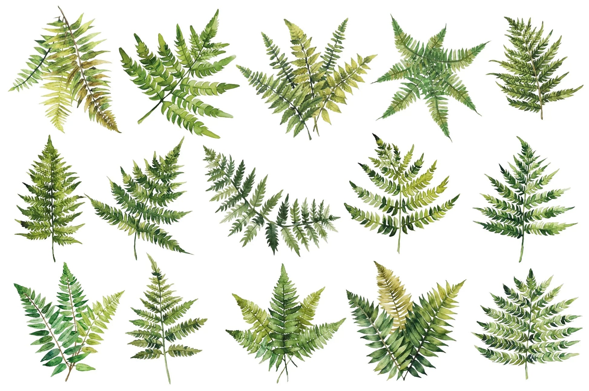 Fern Green Leaves Clipart Bundle - CraftNest - Digital Crafting and Art