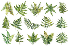 Fern Green Leaves Clipart Bundle - CraftNest - Digital Crafting and Art