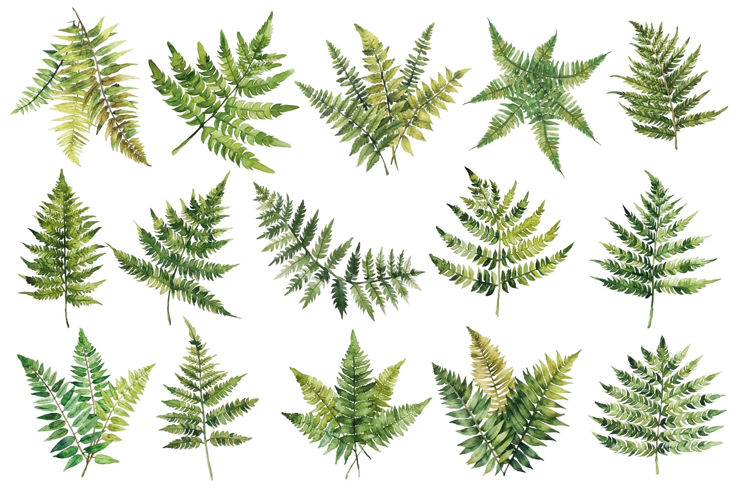Fern Green Leaves Clipart Bundle - CraftNest - Digital Crafting and Art