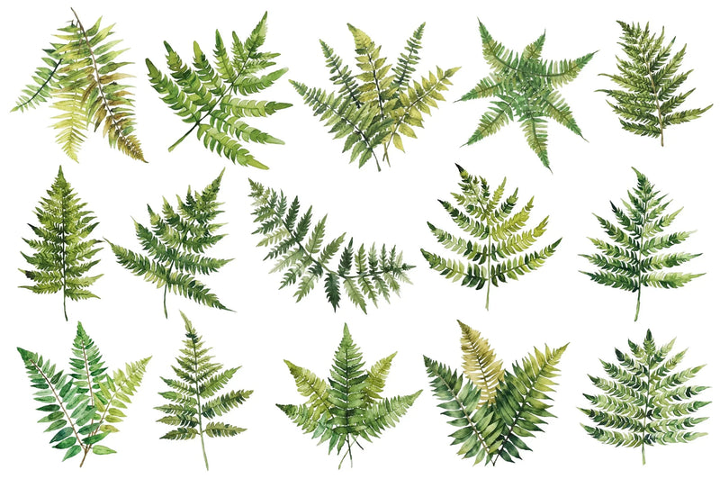 Fern Green Leaves Clipart Bundle - CraftNest - Digital Crafting and Art