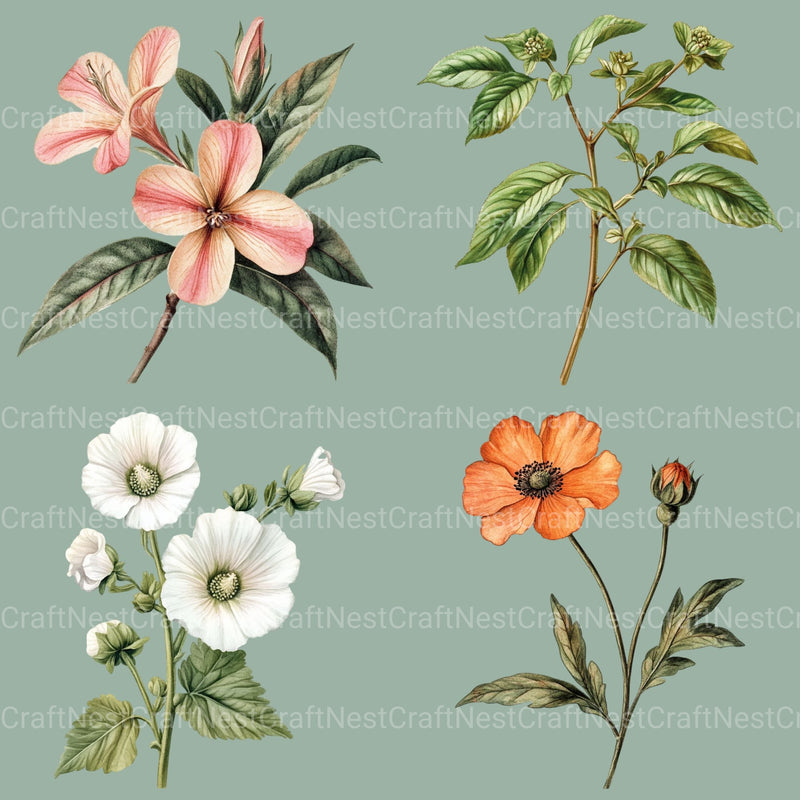 Vintage Botanical Clipart Bundle - CraftNest - Digital Crafting and Art