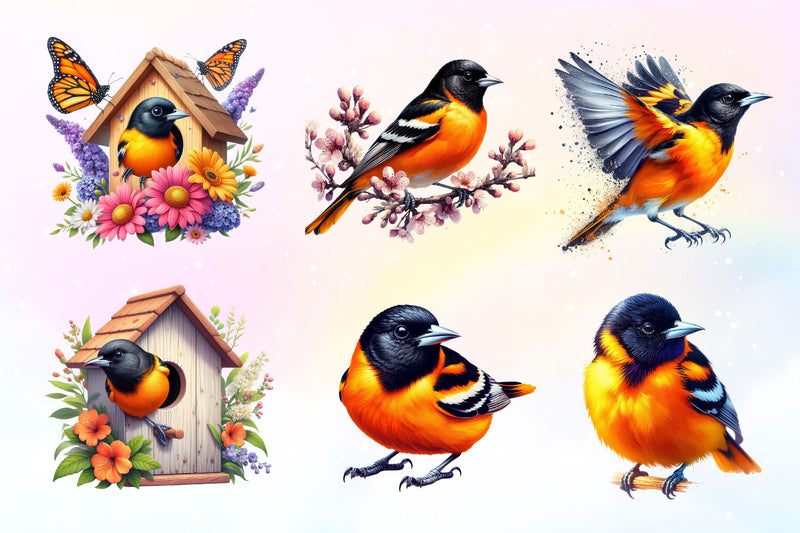 Baltimore Oriole Bird Clipart Bundle 2 - CraftNest - Digital Crafting and Art