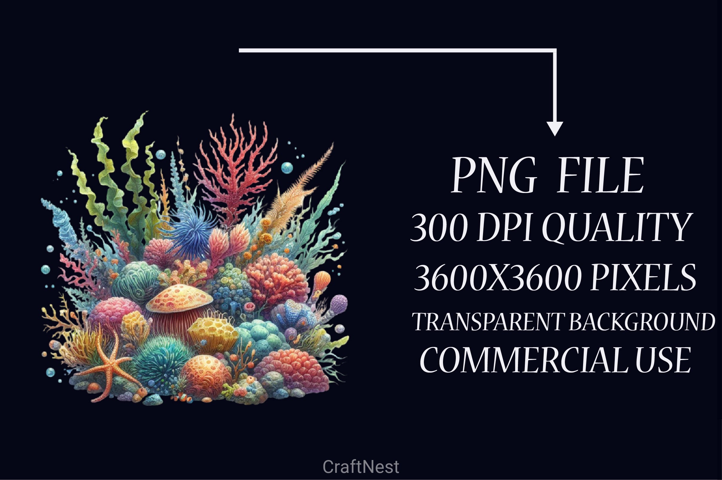 Colorful Coral Reef Sea Shell Clipart Bundle - CraftNest - Digital Crafting and Art