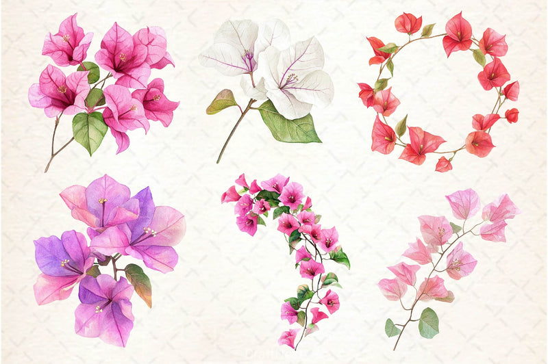 Bougainvillea Flower Clipart Bundle 5 - CraftNest - Digital Crafting and Art