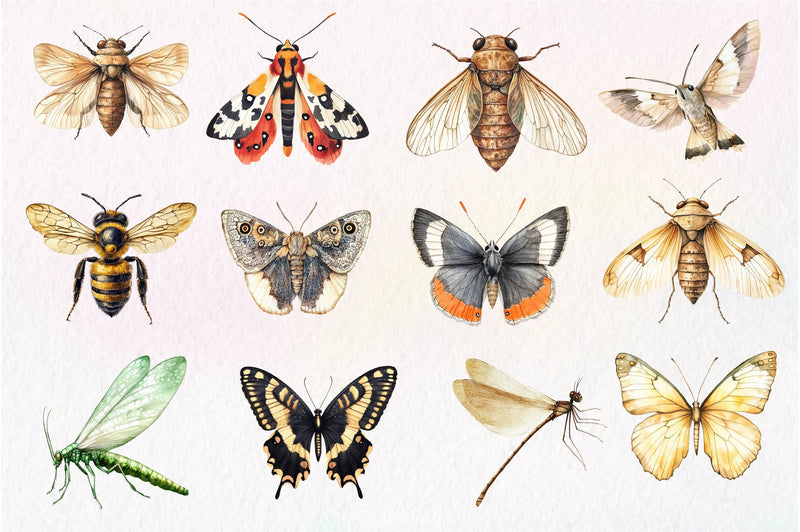 Vintage Insect Clipart Bundle - CraftNest - Digital Crafting and Art