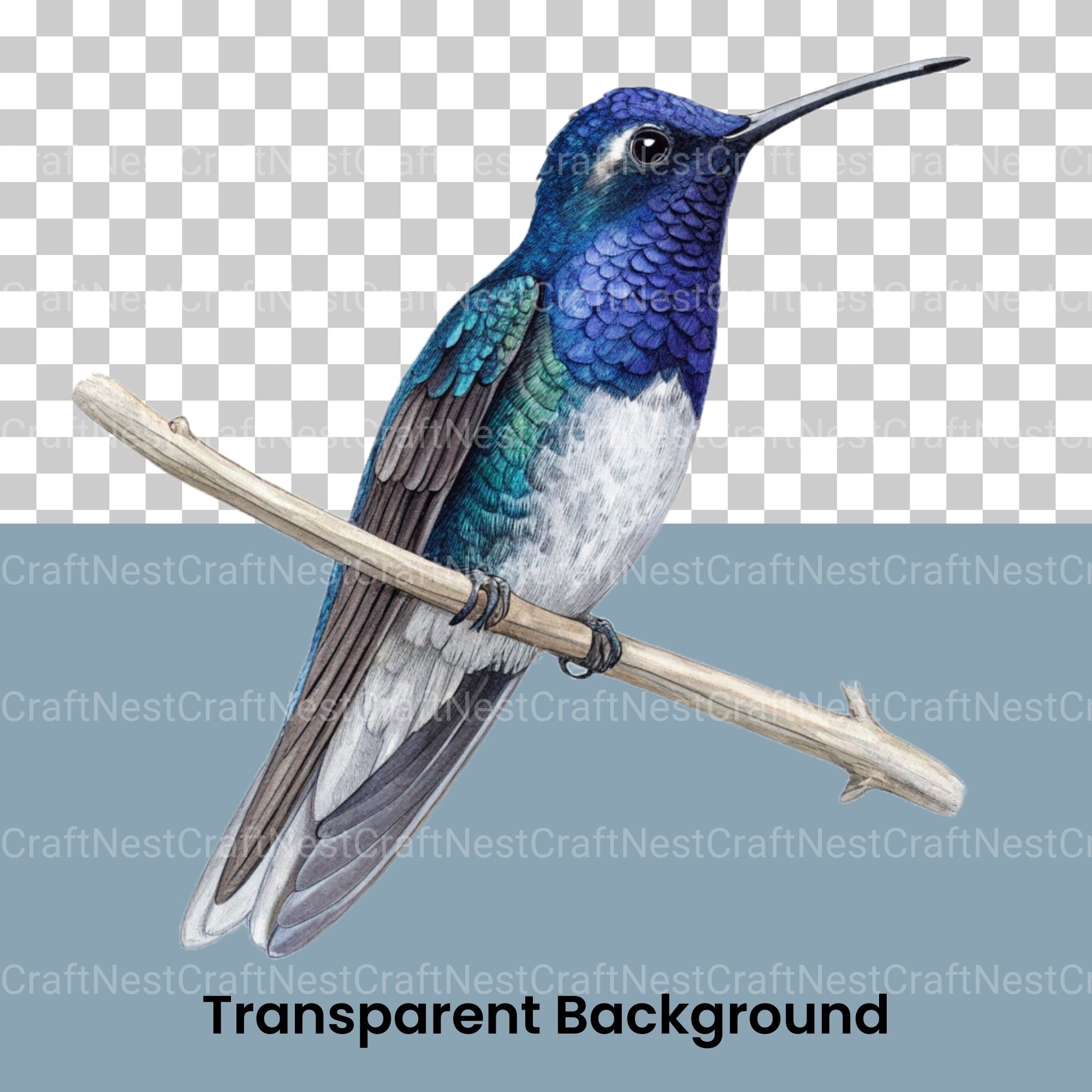 Hummingbirds Clipart Bundle - CraftNest - Digital Crafting and Art
