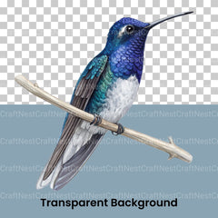 Hummingbirds Clipart Bundle - CraftNest - Digital Crafting and Art