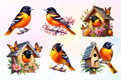 Baltimore Oriole Bird Clipart Bundle 2 - CraftNest - Digital Crafting and Art