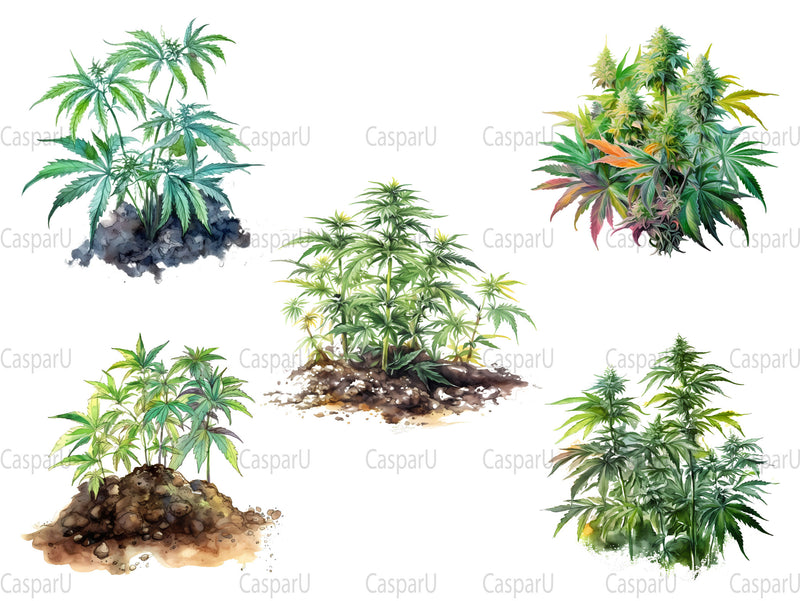 Cannabis Plants Clipart - CraftNest