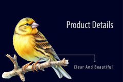 Canary Clipart Bundle - CraftNest - Digital Crafting and Art