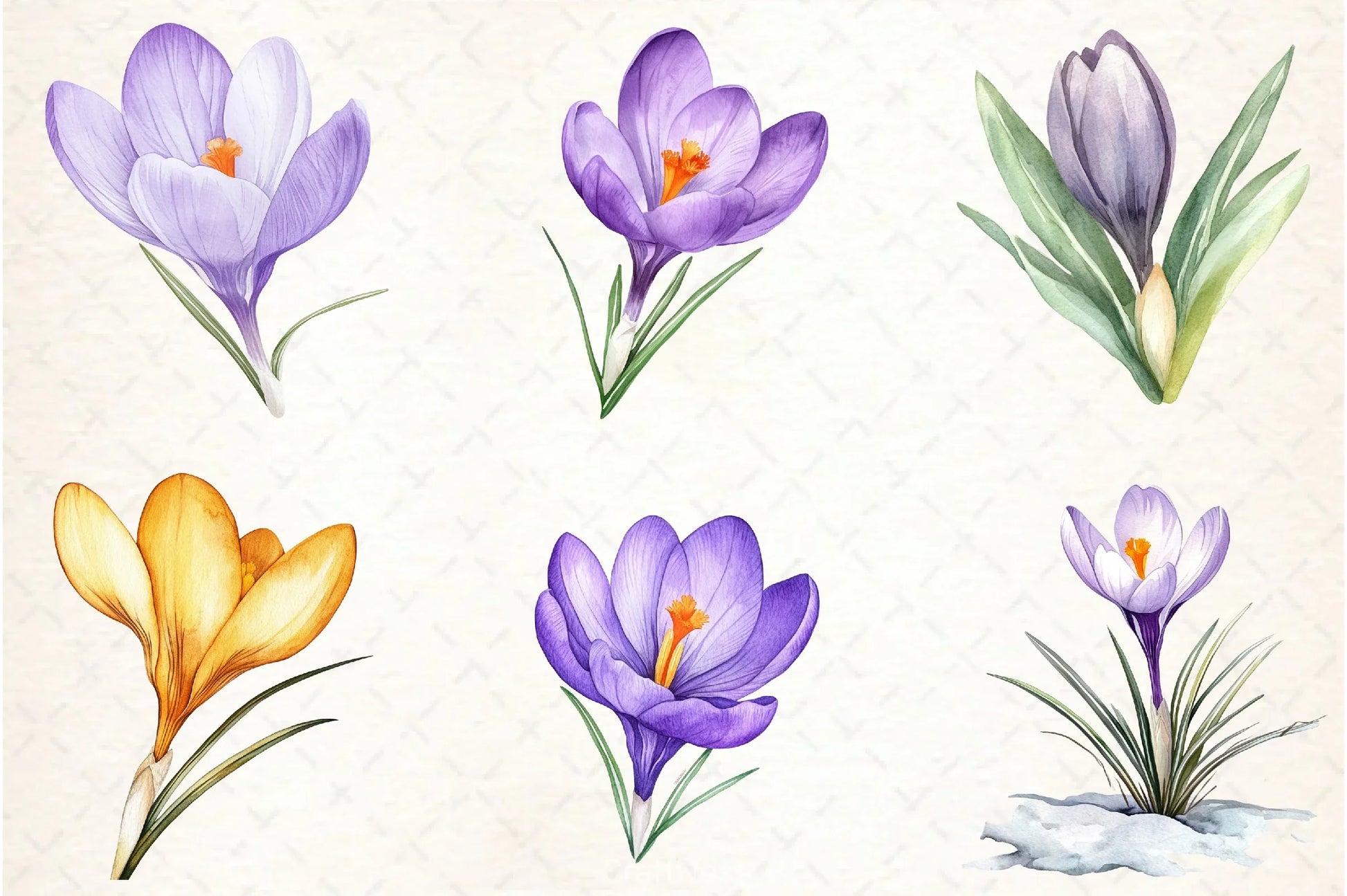 Crocuses Flowers Clipart Bundle - CraftNest - Digital Crafting and Art