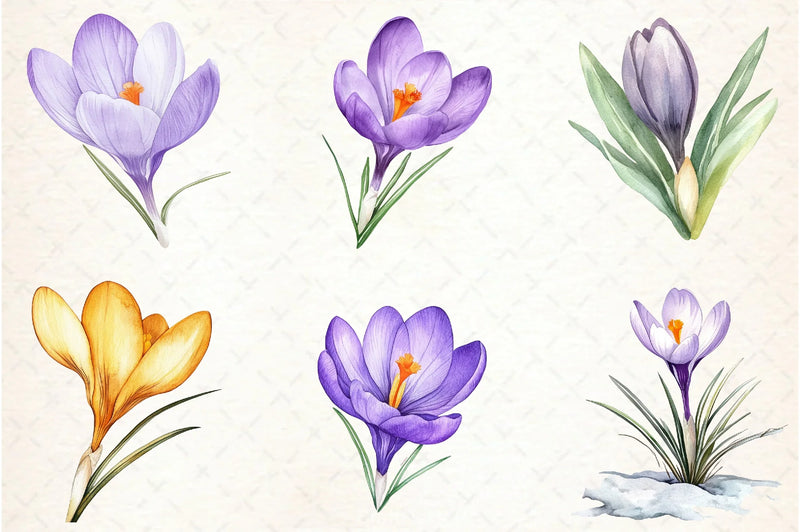 Crocuses Flowers Clipart Bundle - CraftNest - Digital Crafting and Art