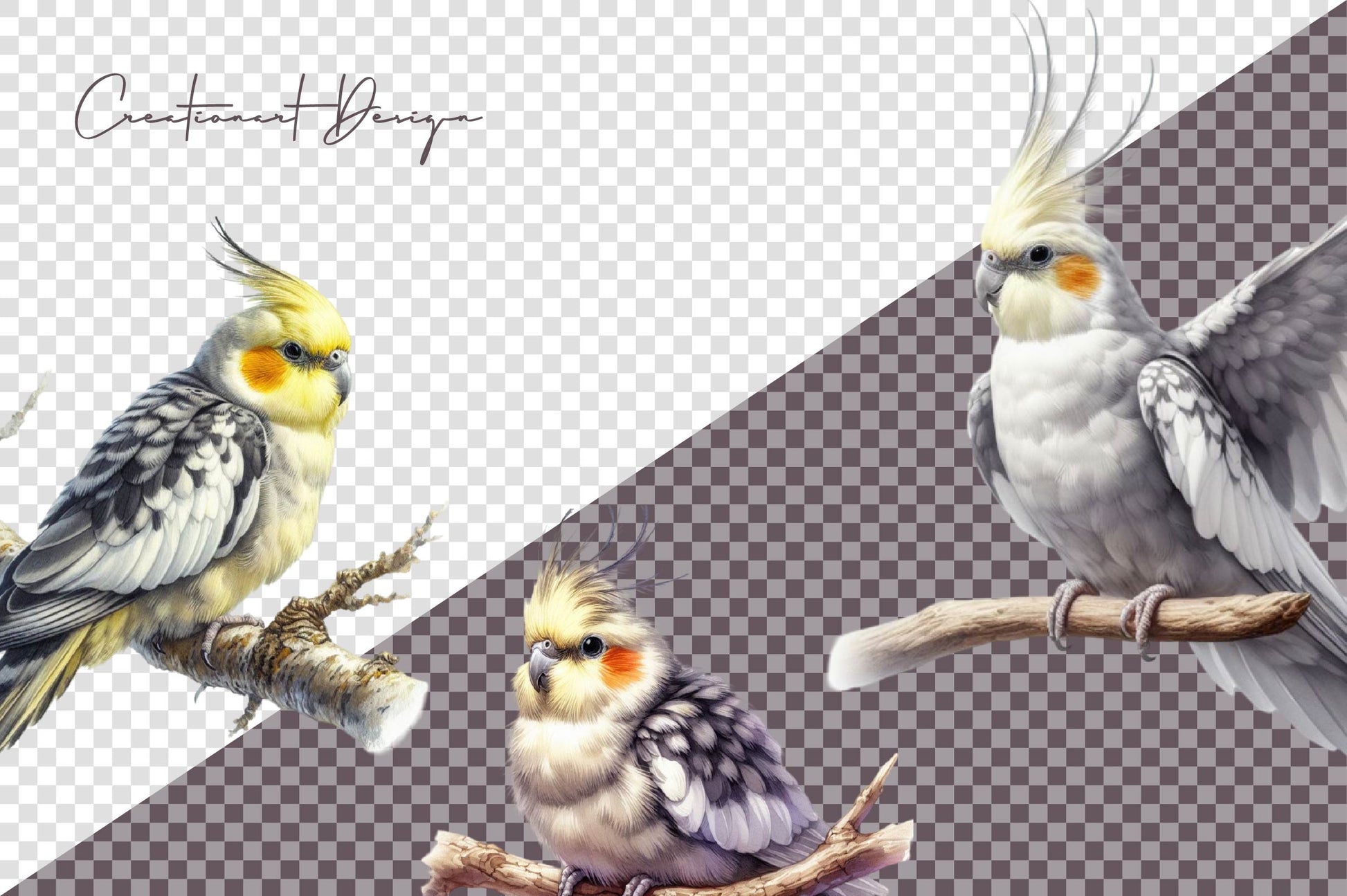 Cockatiel Clipart Bundle - CraftNest - Digital Crafting and Art