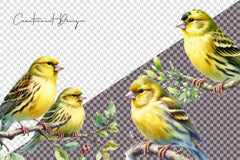 Canary Clipart Bundle - CraftNest - Digital Crafting and Art