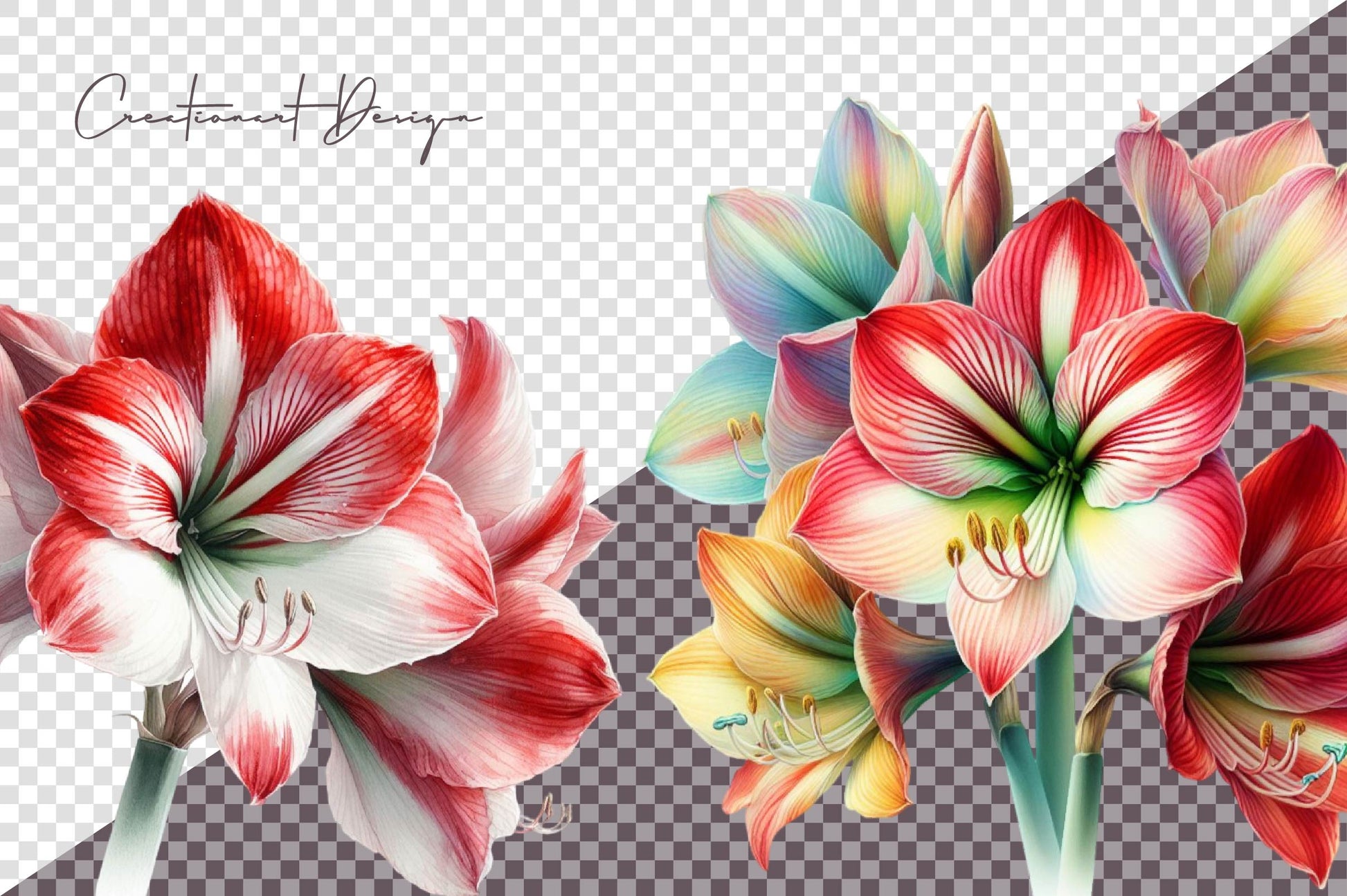 Amaryllis Clipart Bundle - CraftNest - Digital Crafting and Art