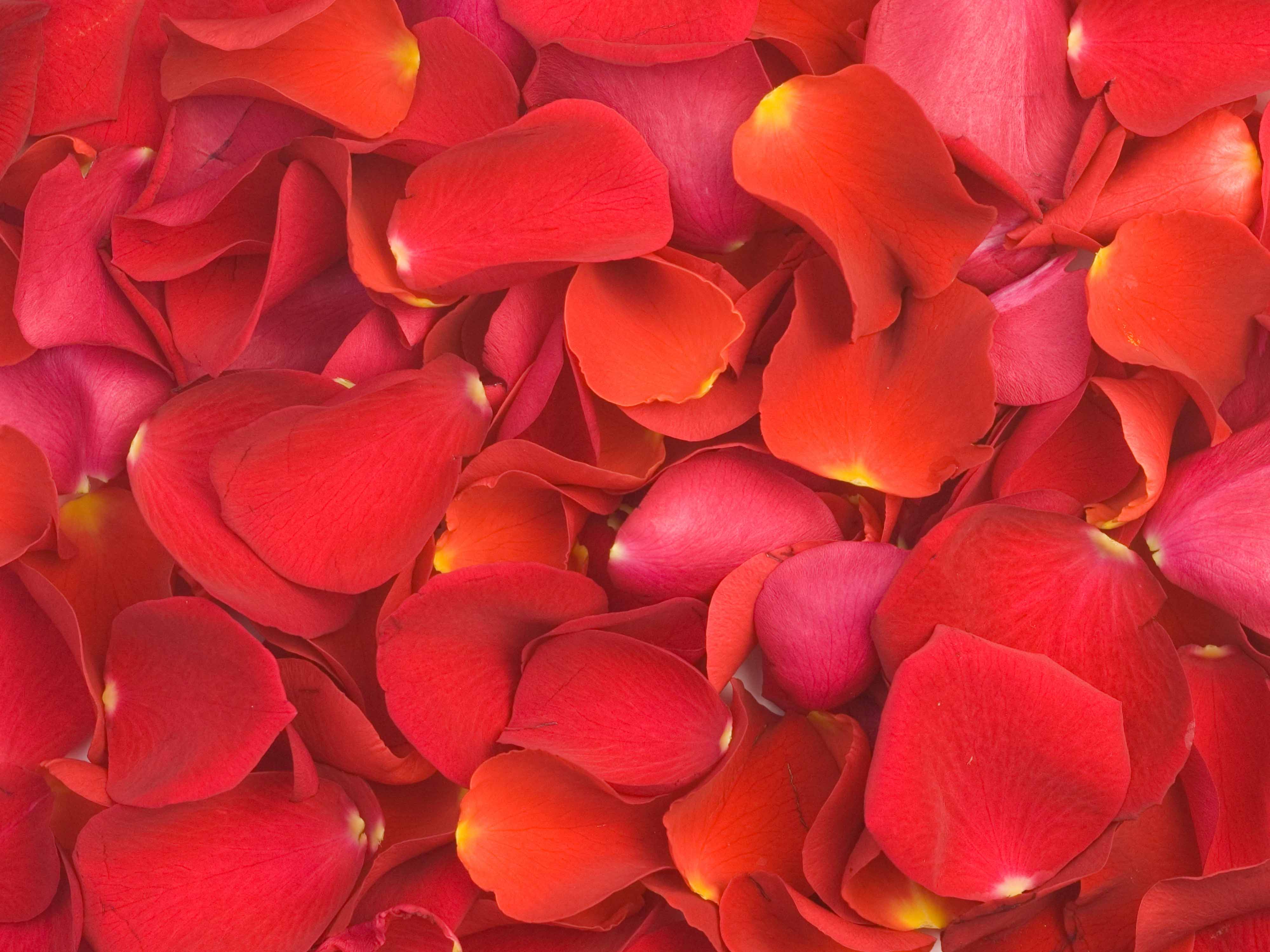 Valentine's Day Seamless Digital Paper 1 - CraftNest - Digital Crafting and Art