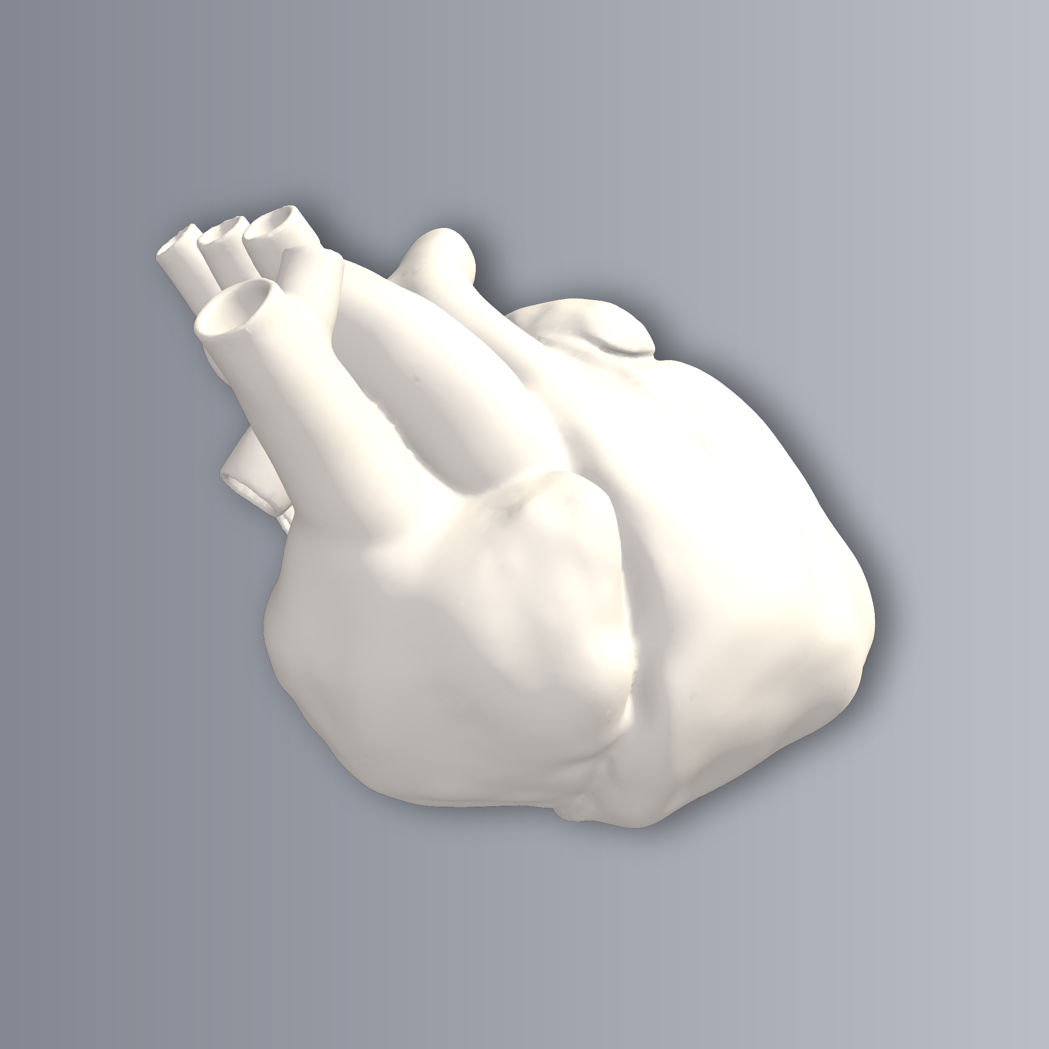 Anatomical Heart 3D Print STL File